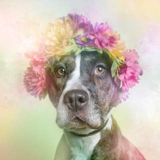 Illustration for article titled Dogs With Flower Crowns Promote Pit Bull Adoption